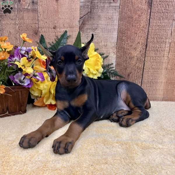 MISTY, Doberman Pinscher Puppy